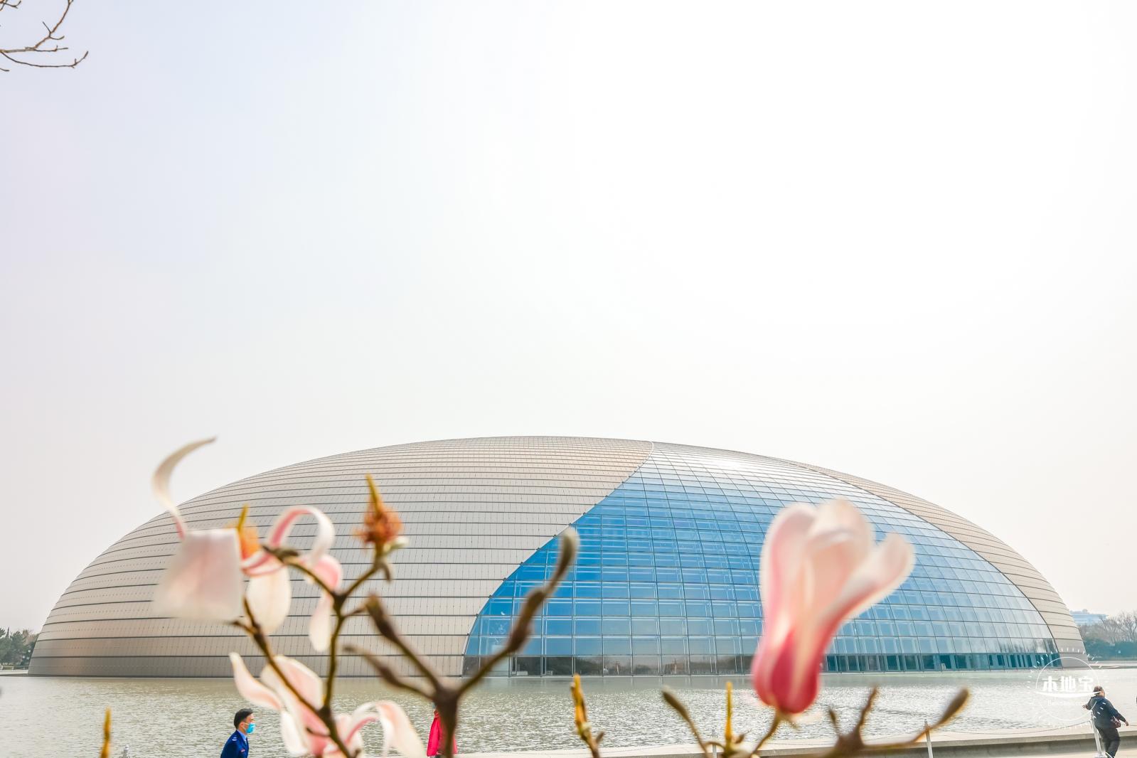 国家大剧院（玉兰花篇）