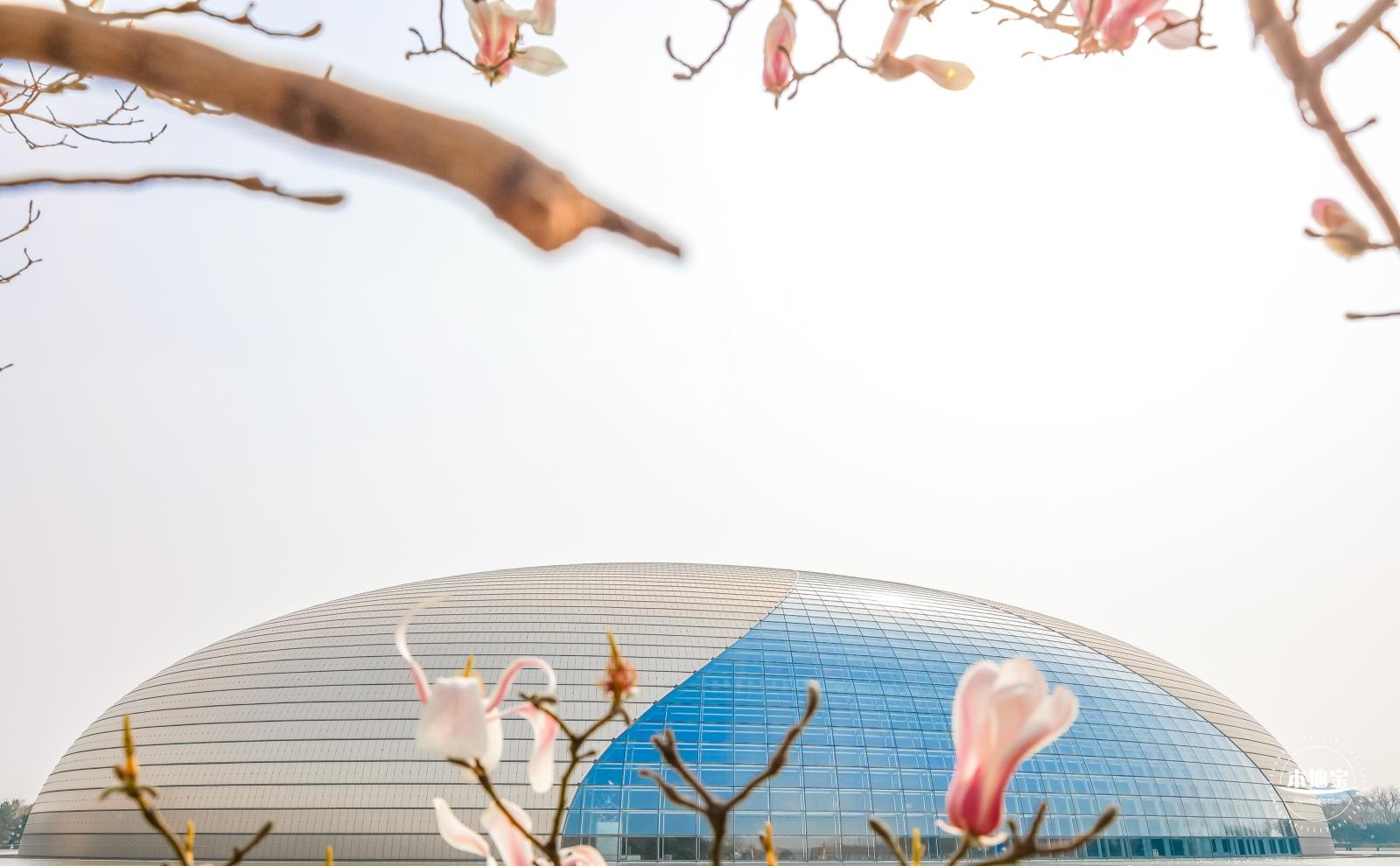 国家大剧院（玉兰花篇）