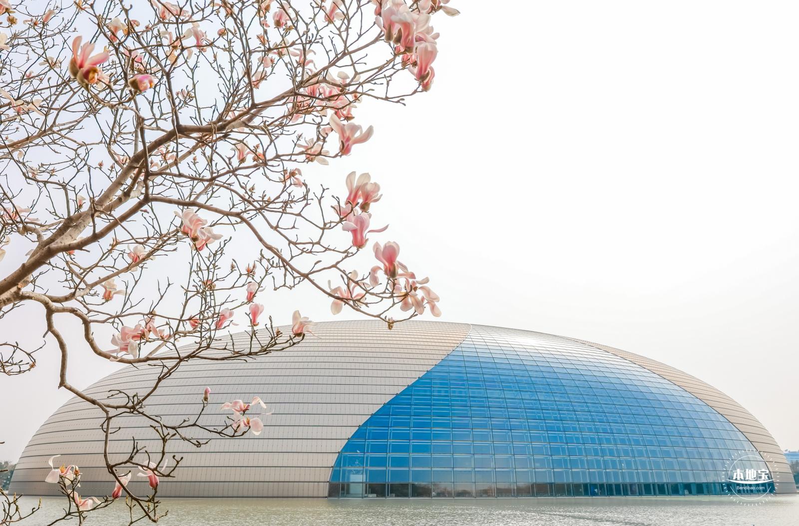 国家大剧院（玉兰花篇）