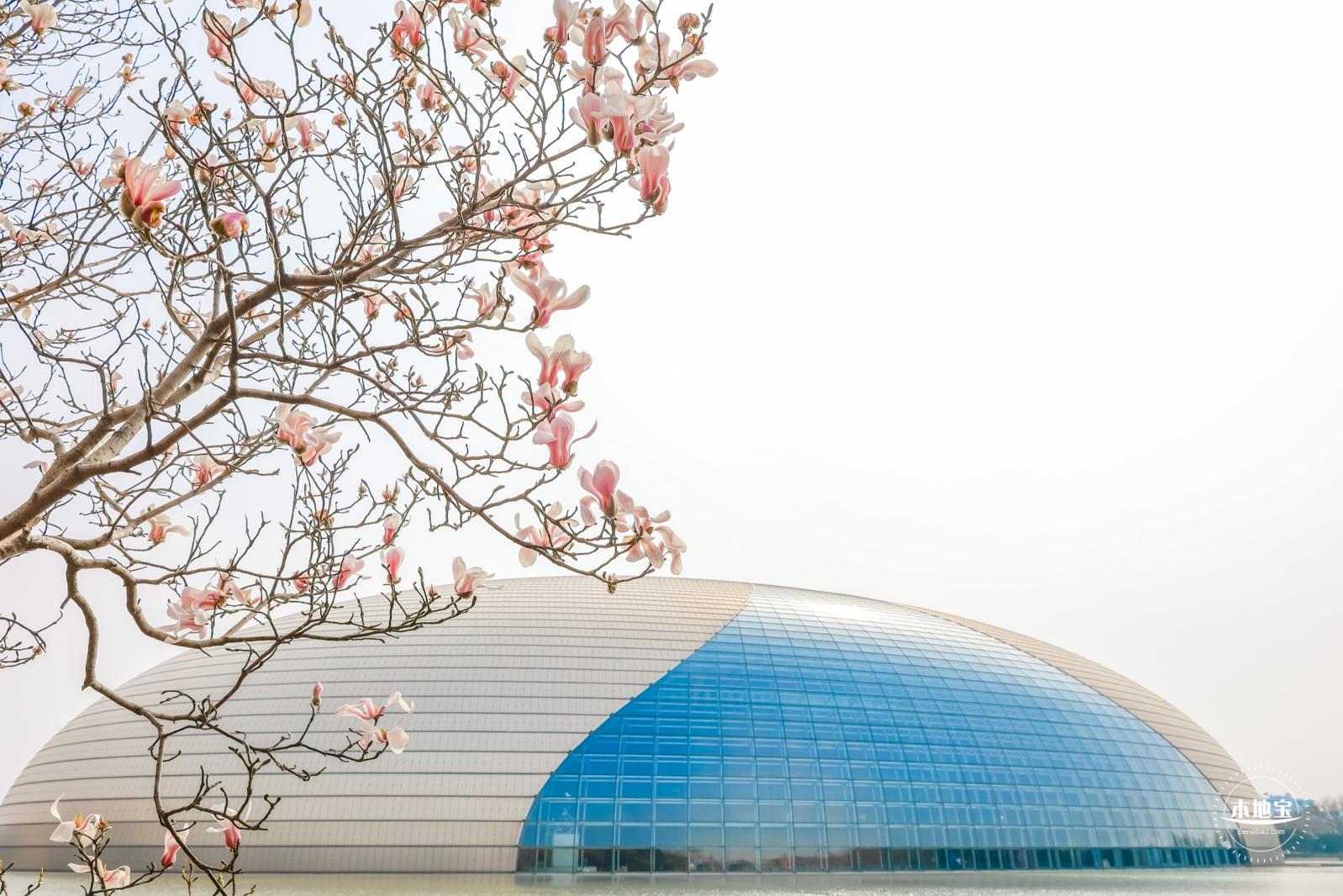 国家大剧院（玉兰花篇）