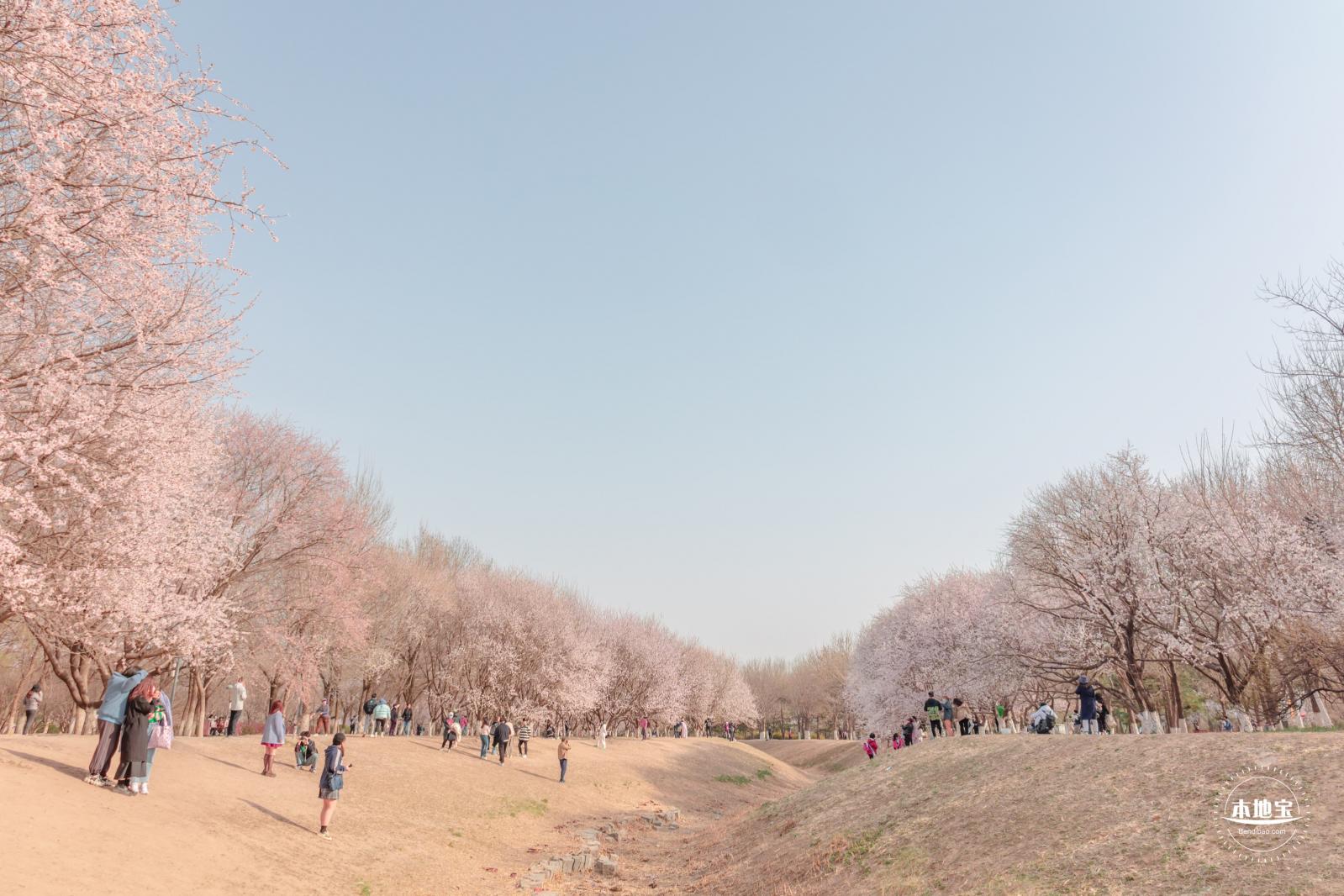 奥森公园桃花