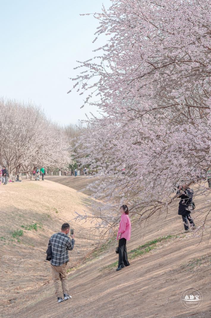 奥森公园桃花