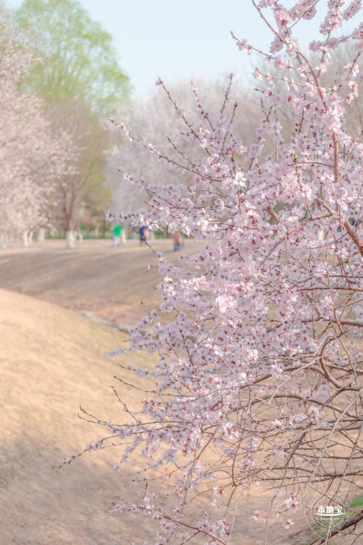 奥森公园桃花