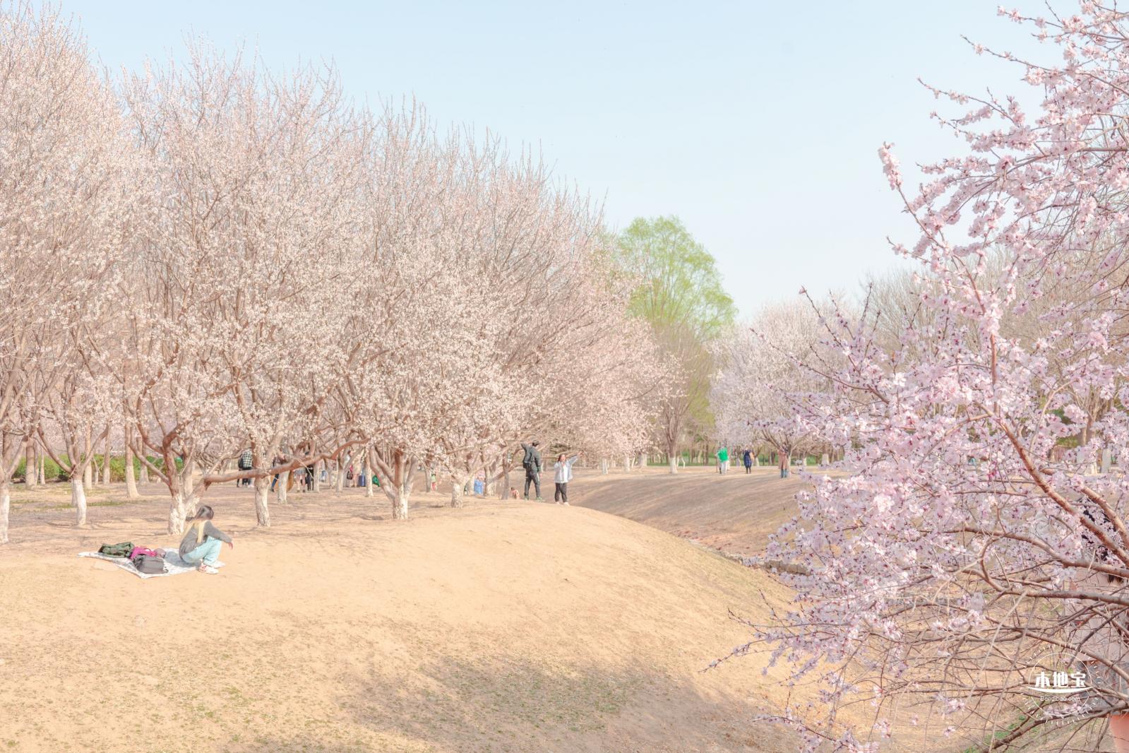 奥森公园桃花