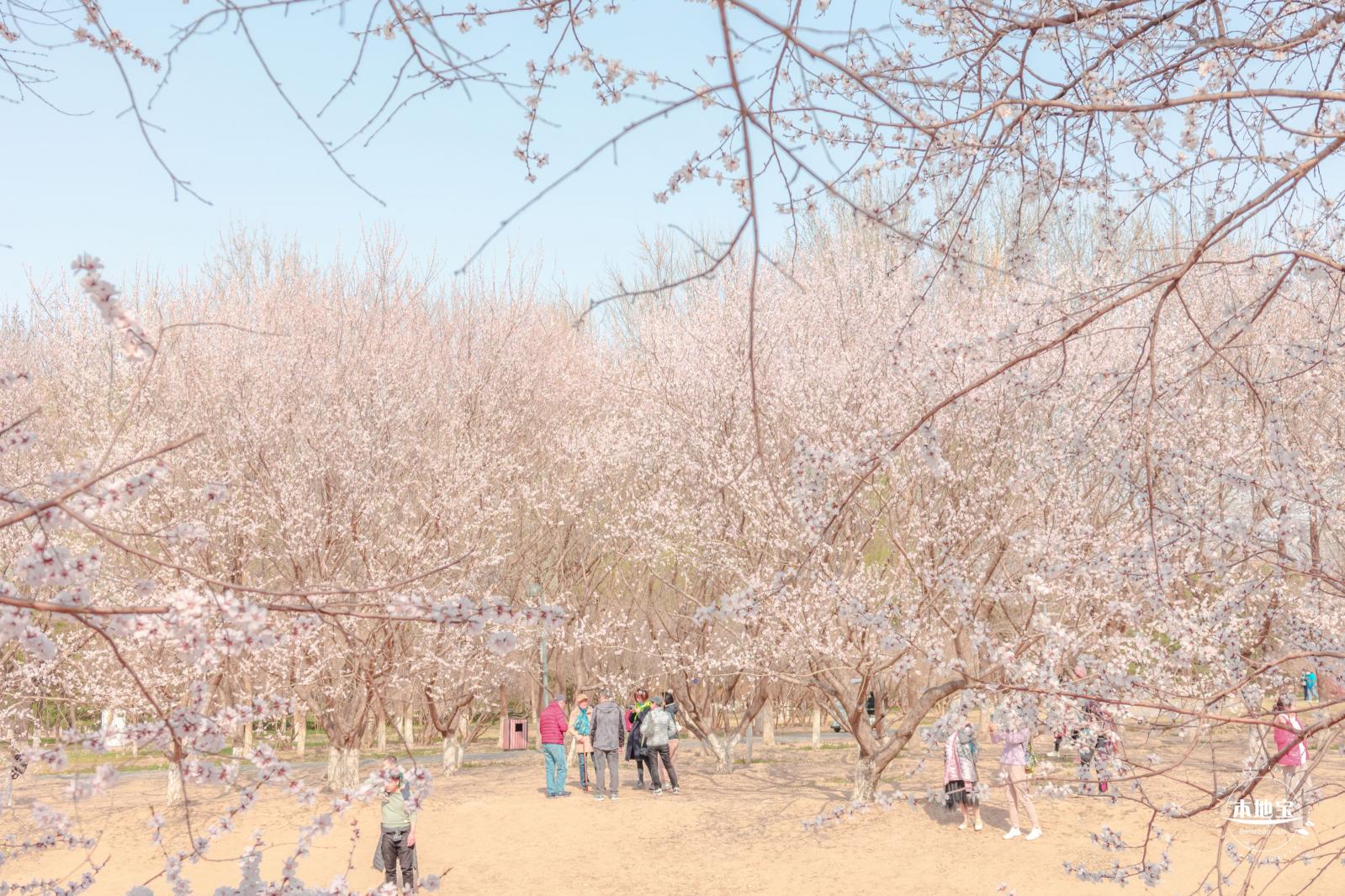 奥森公园桃花