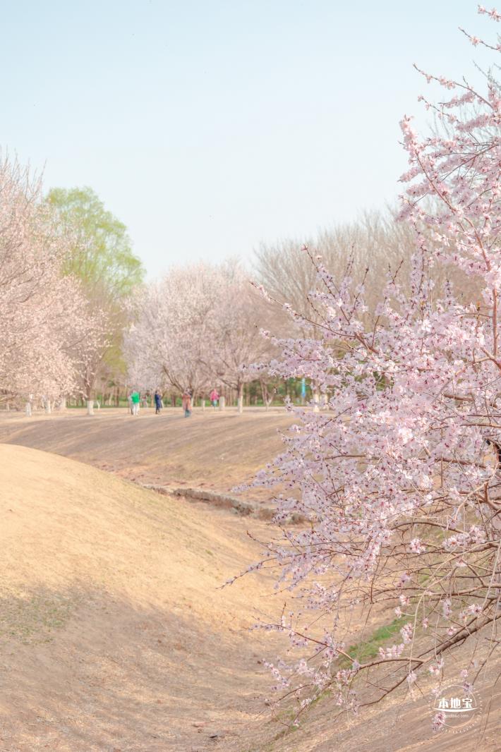 奥森公园桃花