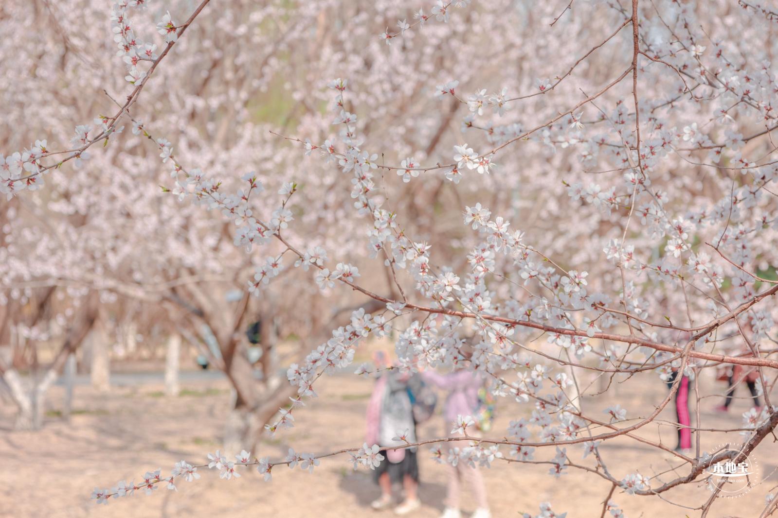 奥森公园桃花