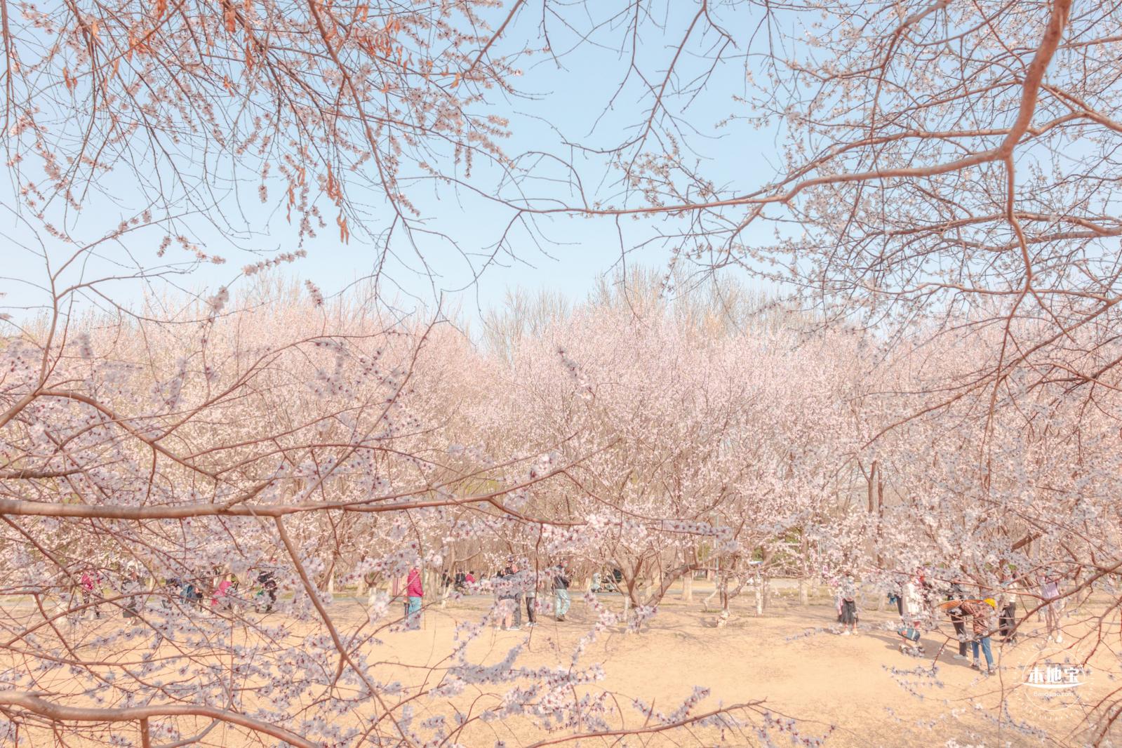 奥森公园桃花