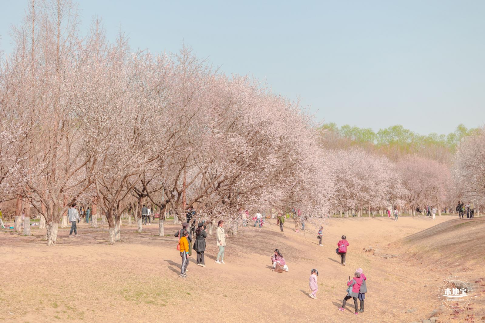 奥森公园桃花