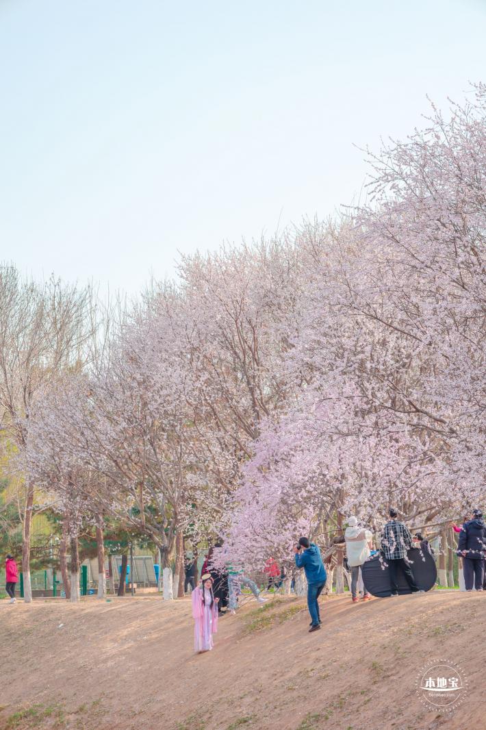 奥森公园桃花