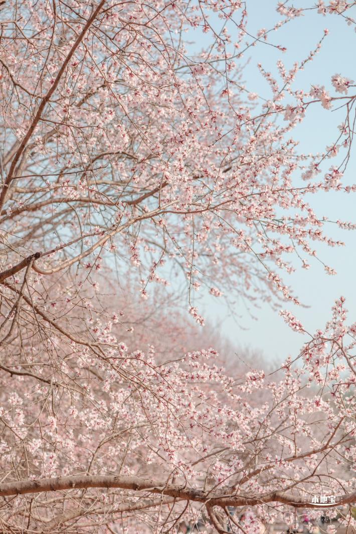 奥森公园桃花