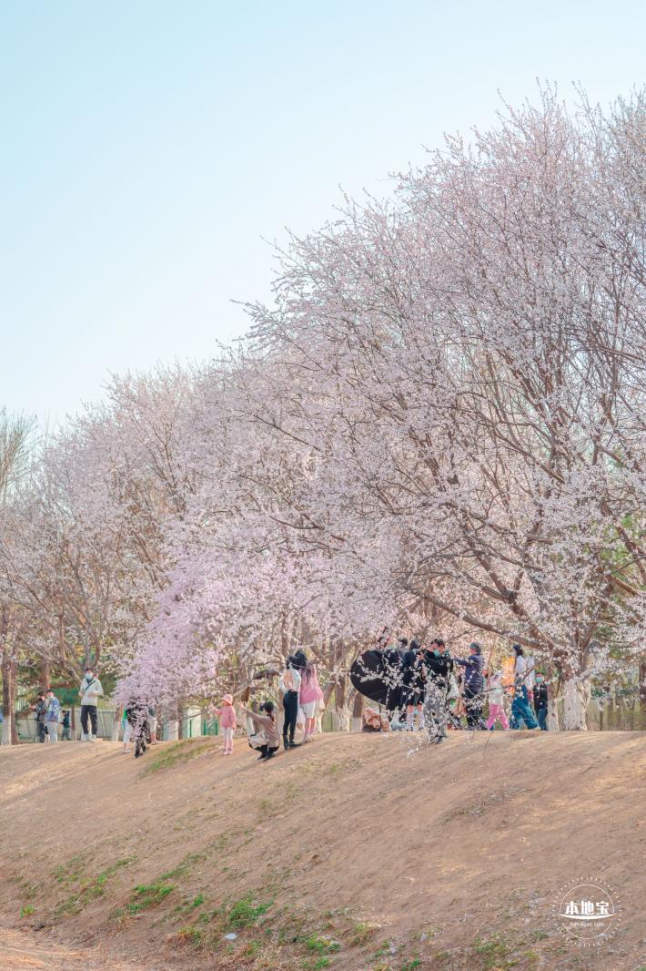 奥森公园桃花