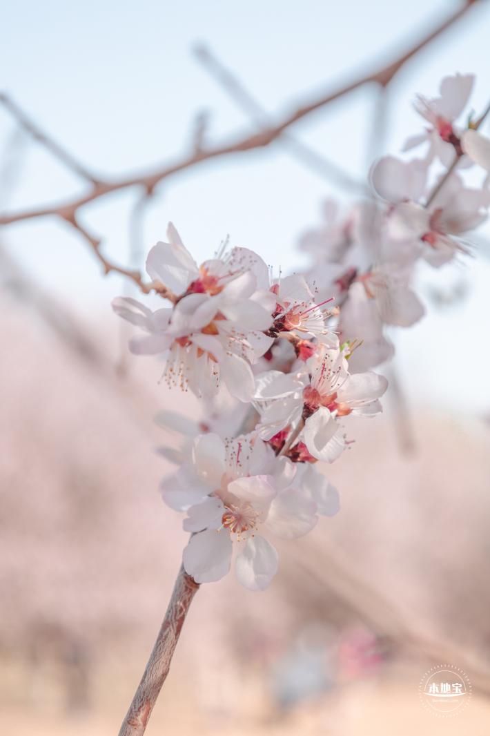 奥森公园桃花