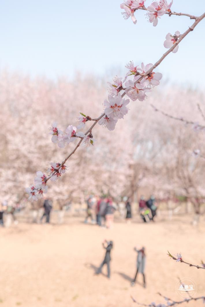 奥森公园桃花