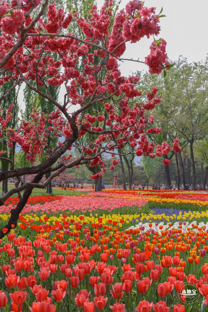 国家植物园（郁金香篇）