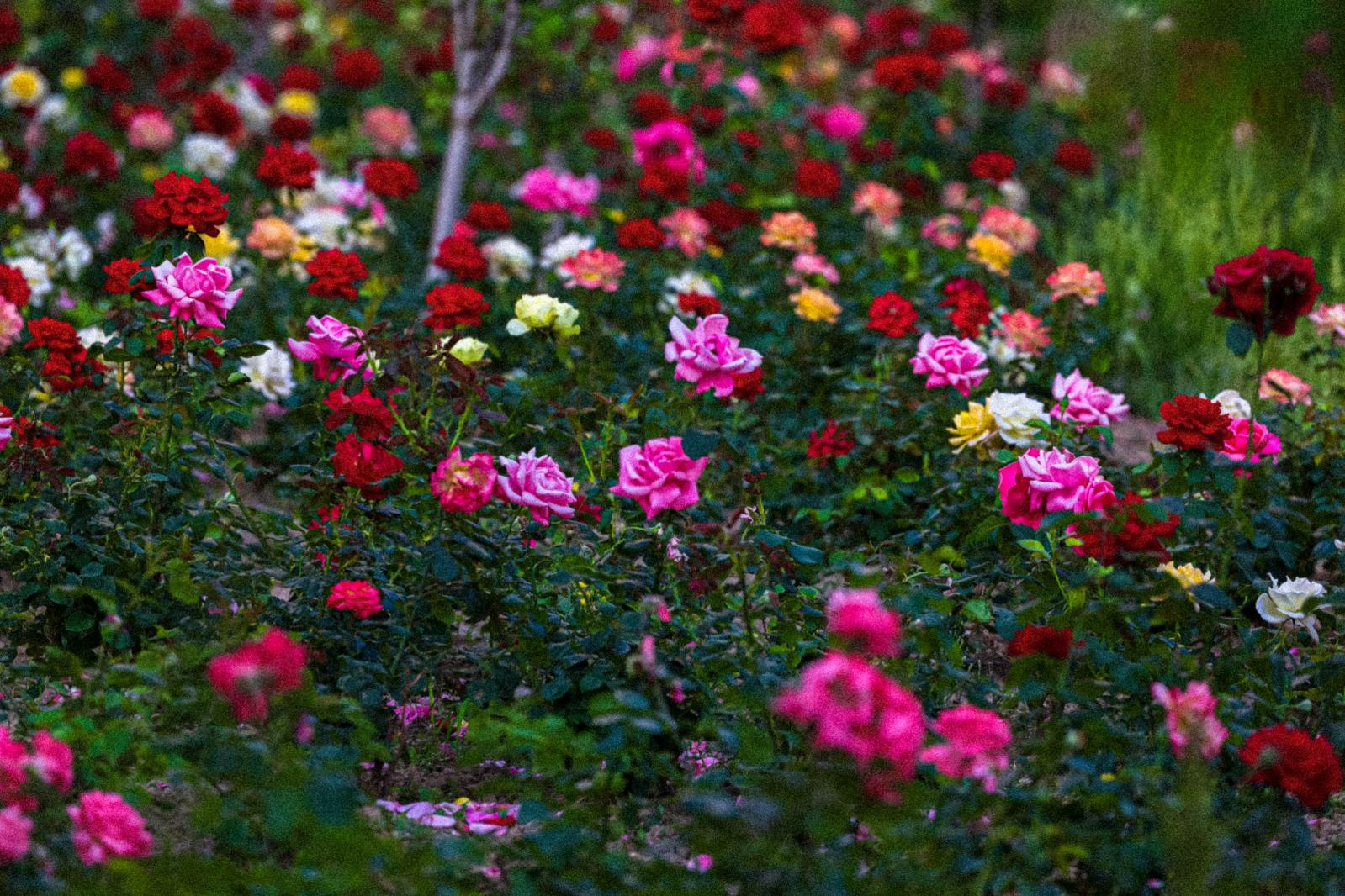 月季花