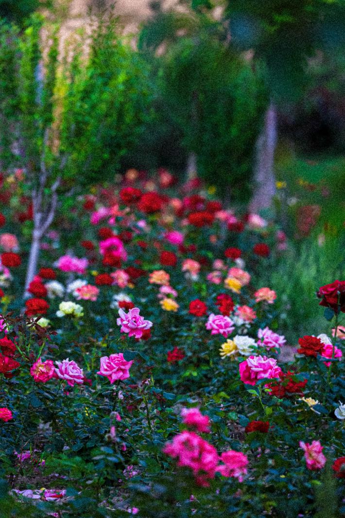 月季花
