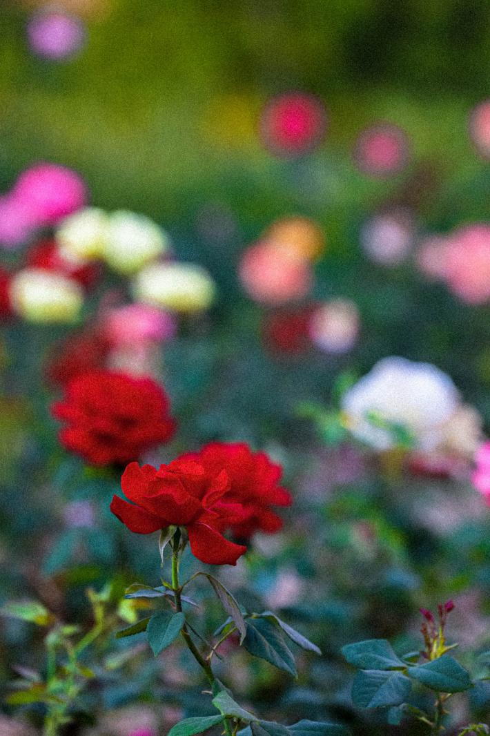 月季花