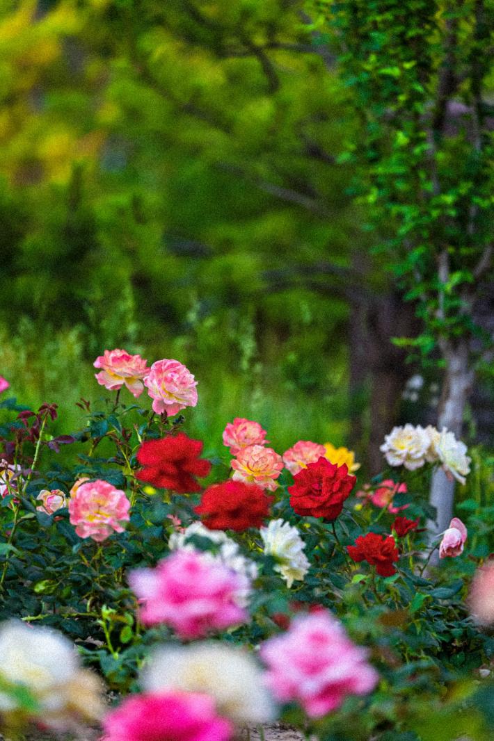 月季花