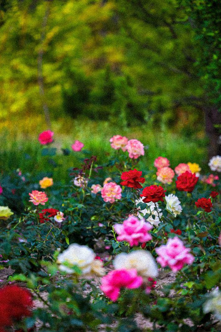 月季花