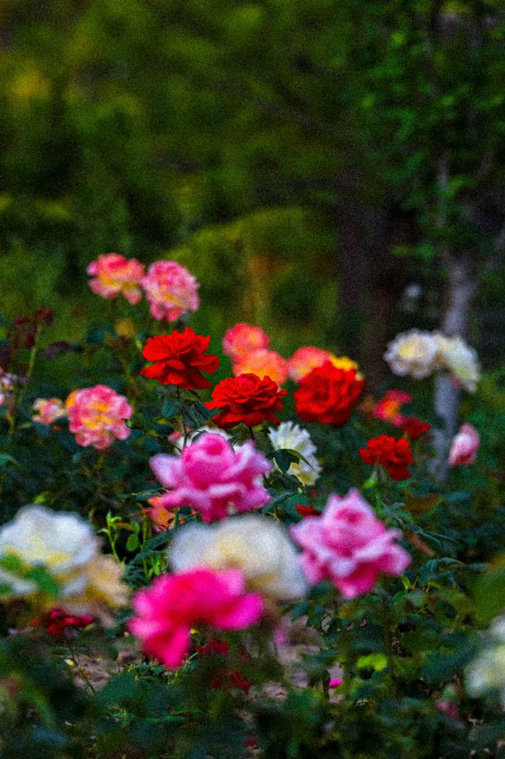 月季花