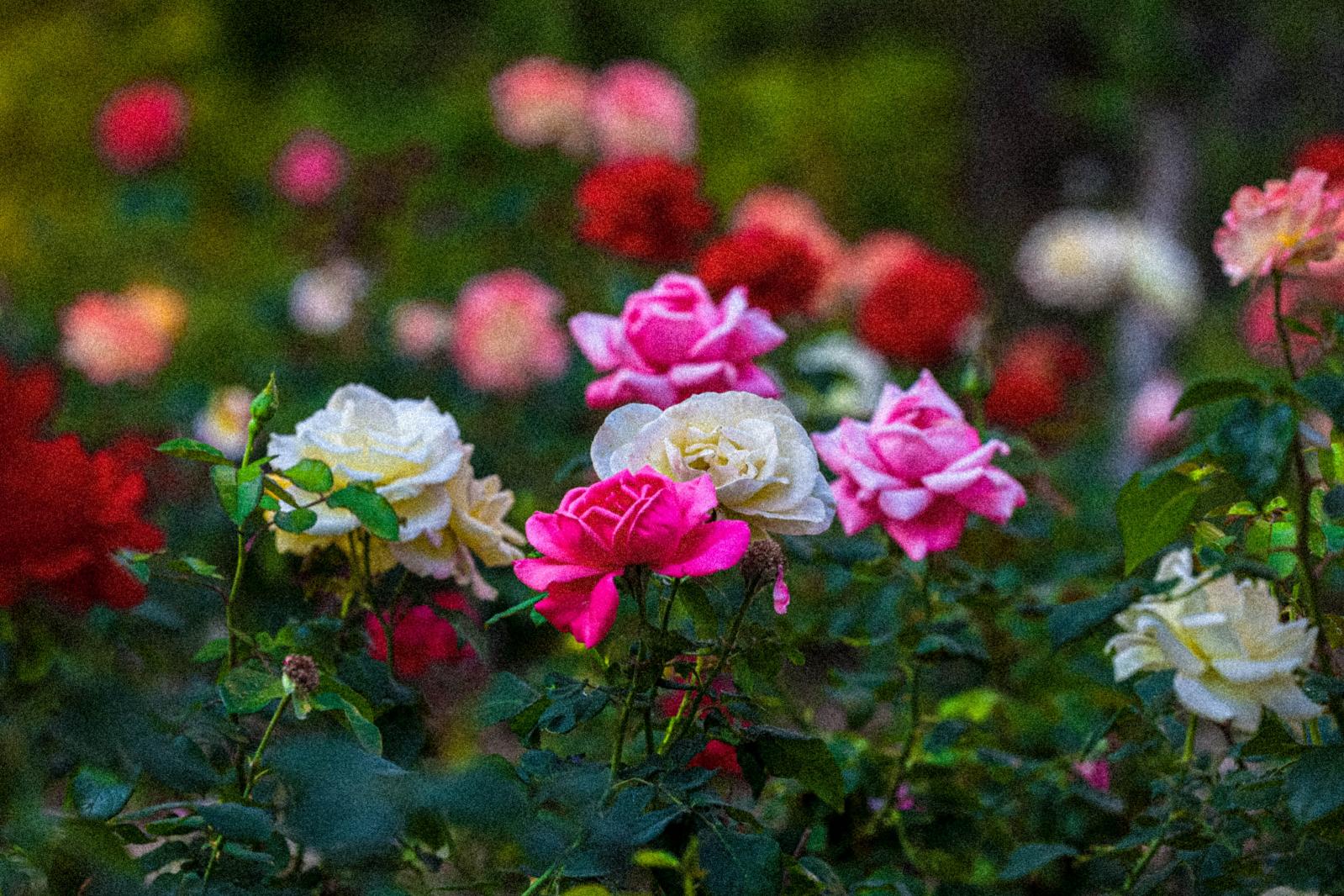 月季花