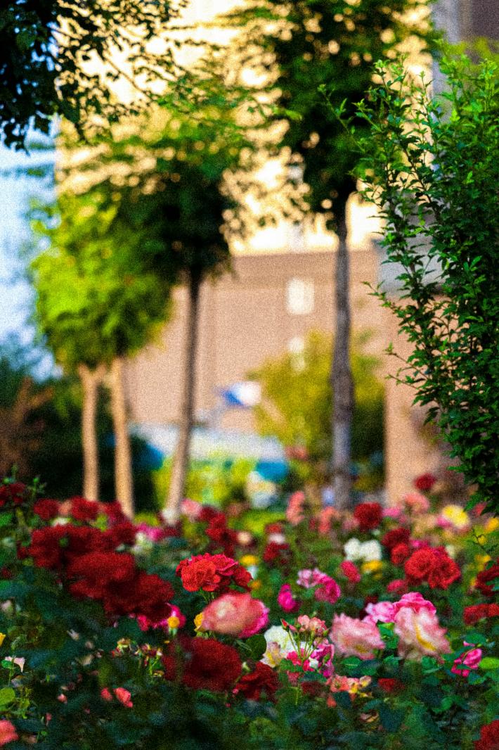月季花