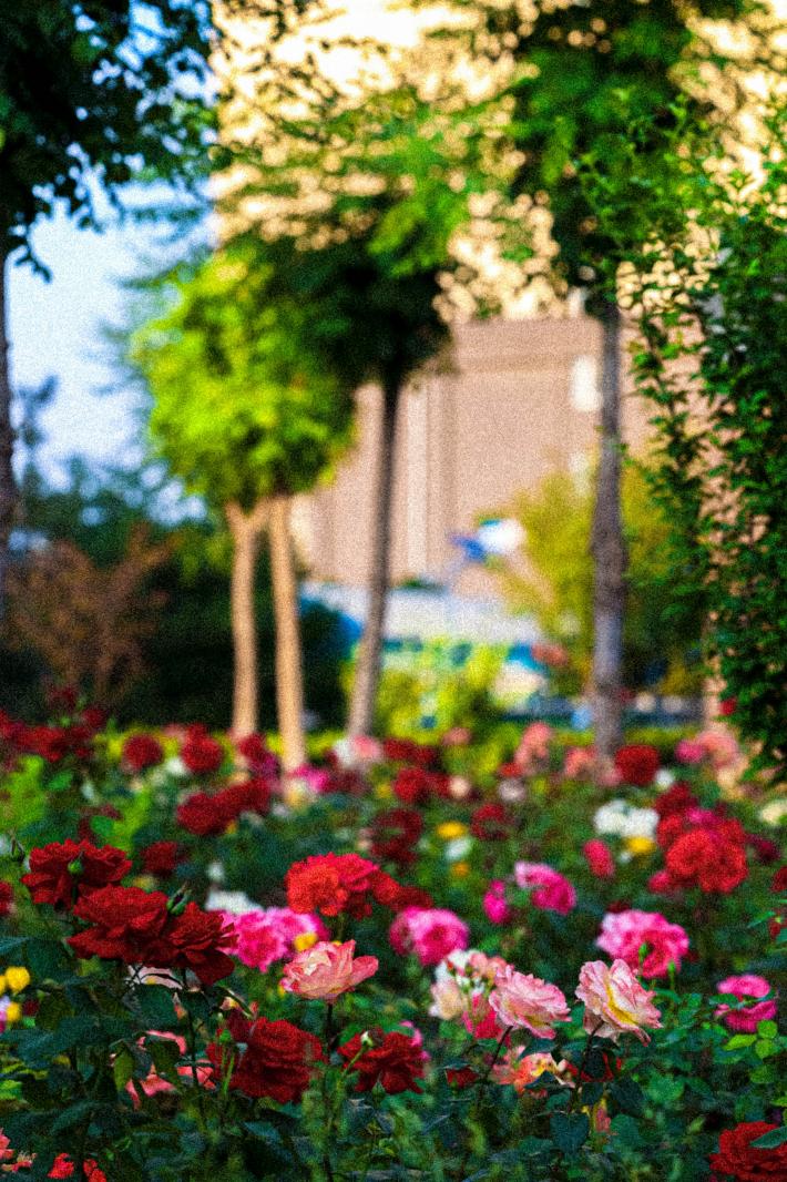 月季花