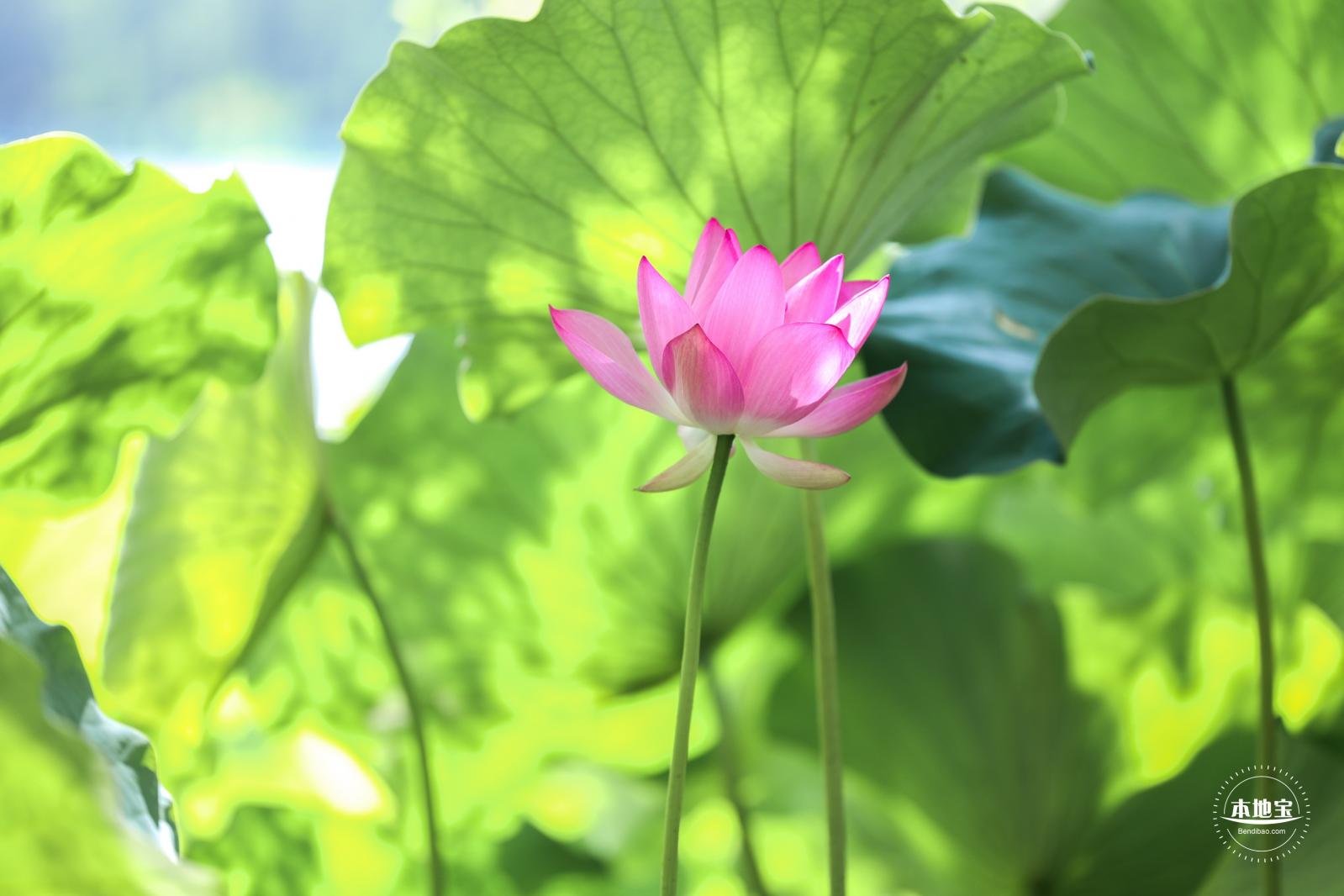 圆明园荷花篇