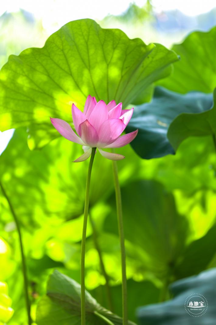 圆明园荷花篇