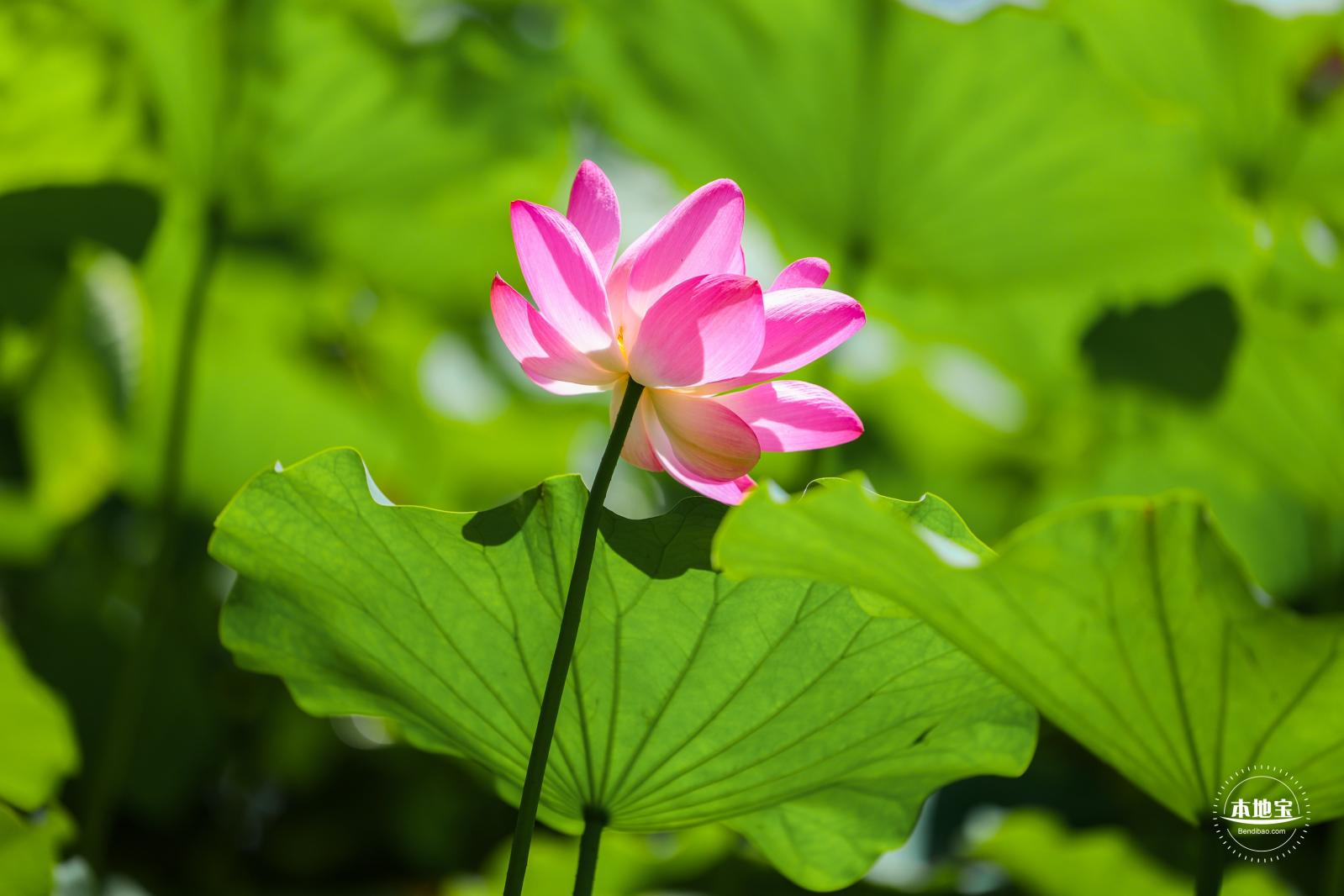 圆明园荷花篇
