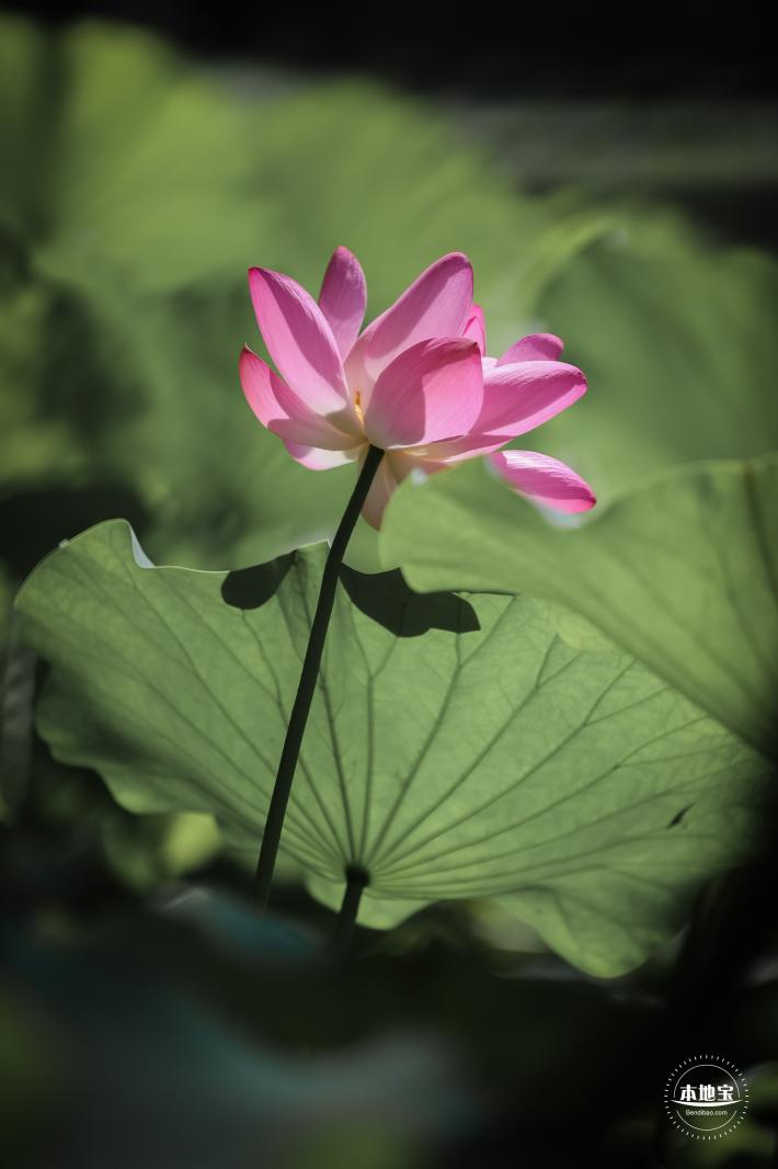 圆明园荷花篇