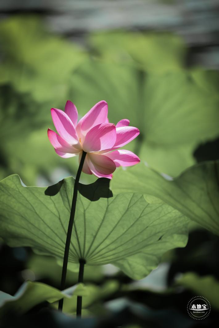 圆明园荷花篇