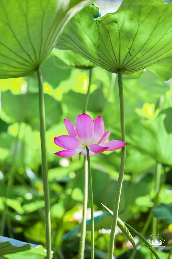 圆明园荷花篇