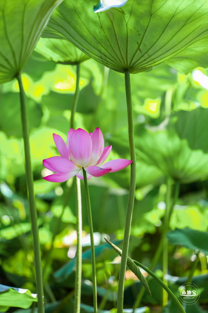 圆明园荷花篇