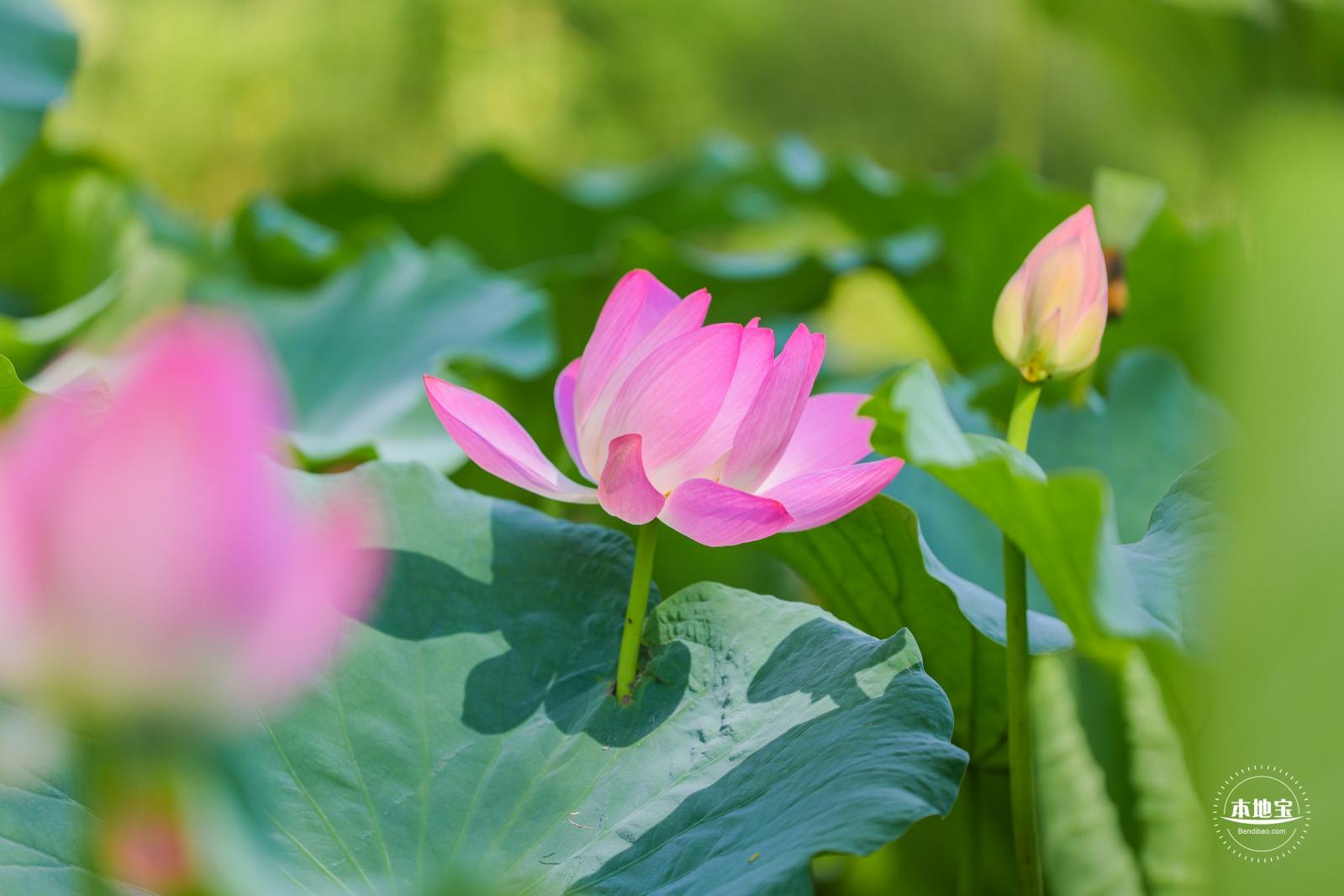 圆明园荷花篇