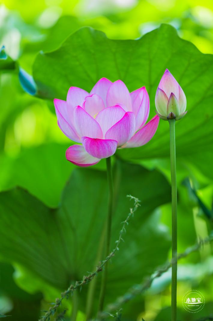 圆明园荷花篇