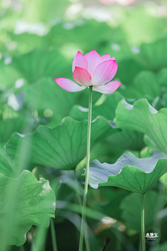 圆明园荷花篇