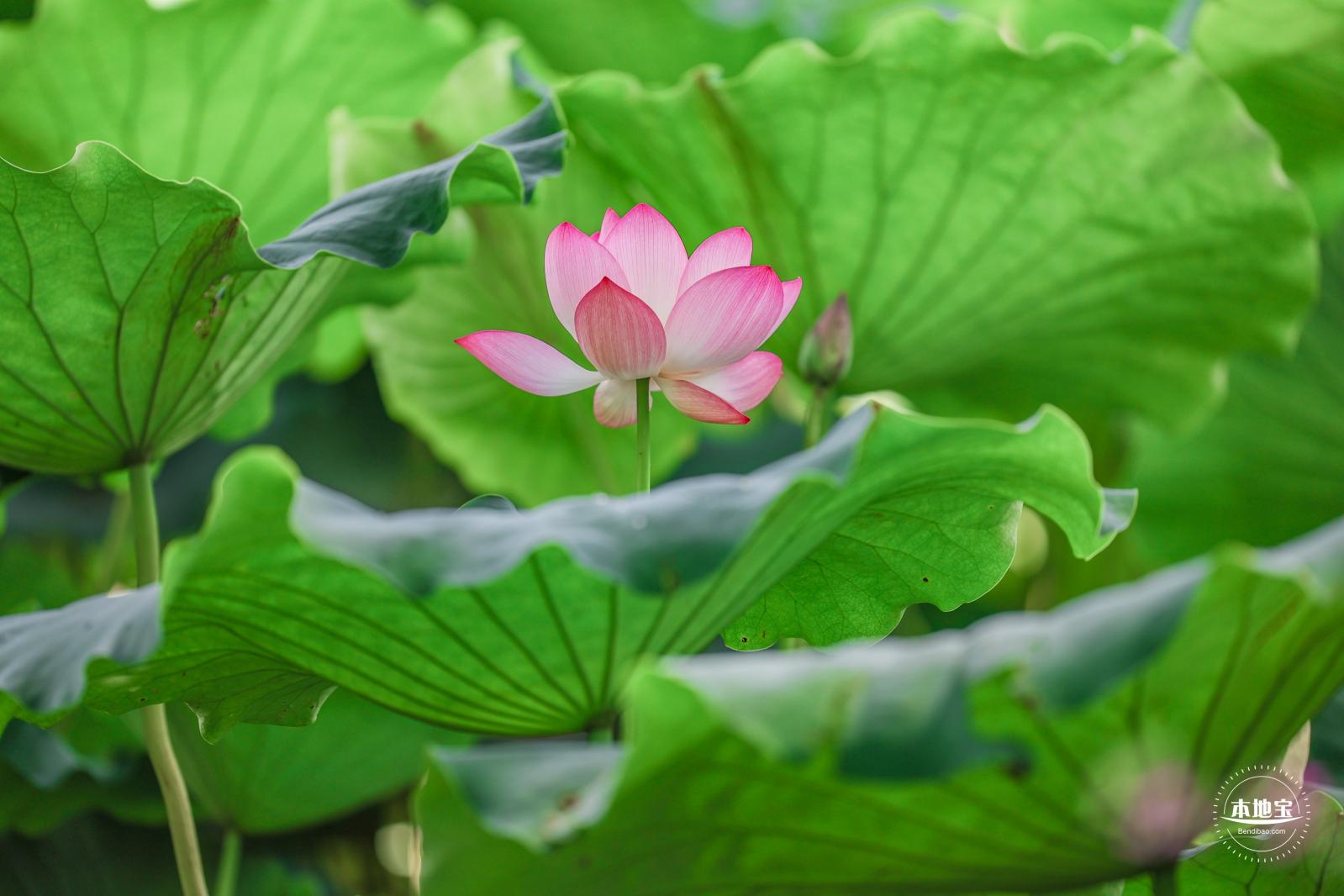 圆明园荷花篇