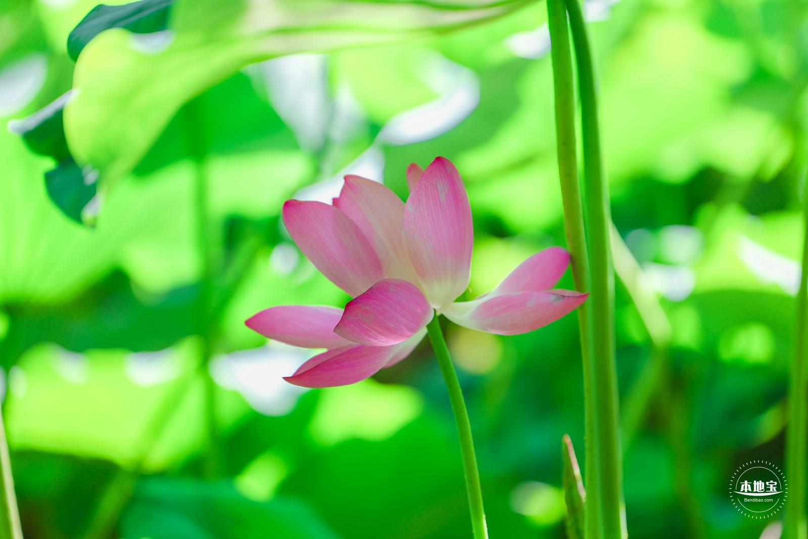 圆明园荷花篇