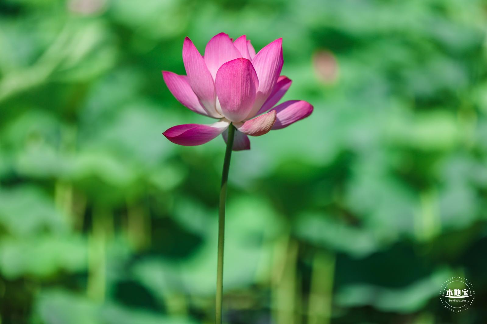 圆明园荷花篇