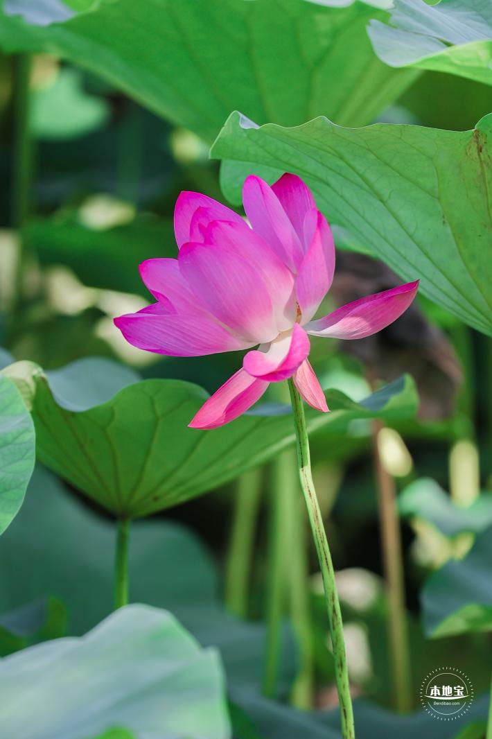 圆明园荷花篇