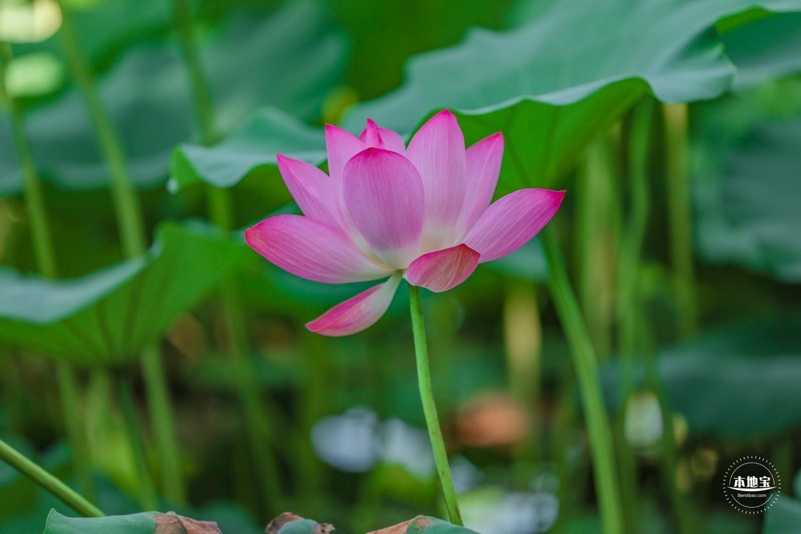 圆明园荷花篇