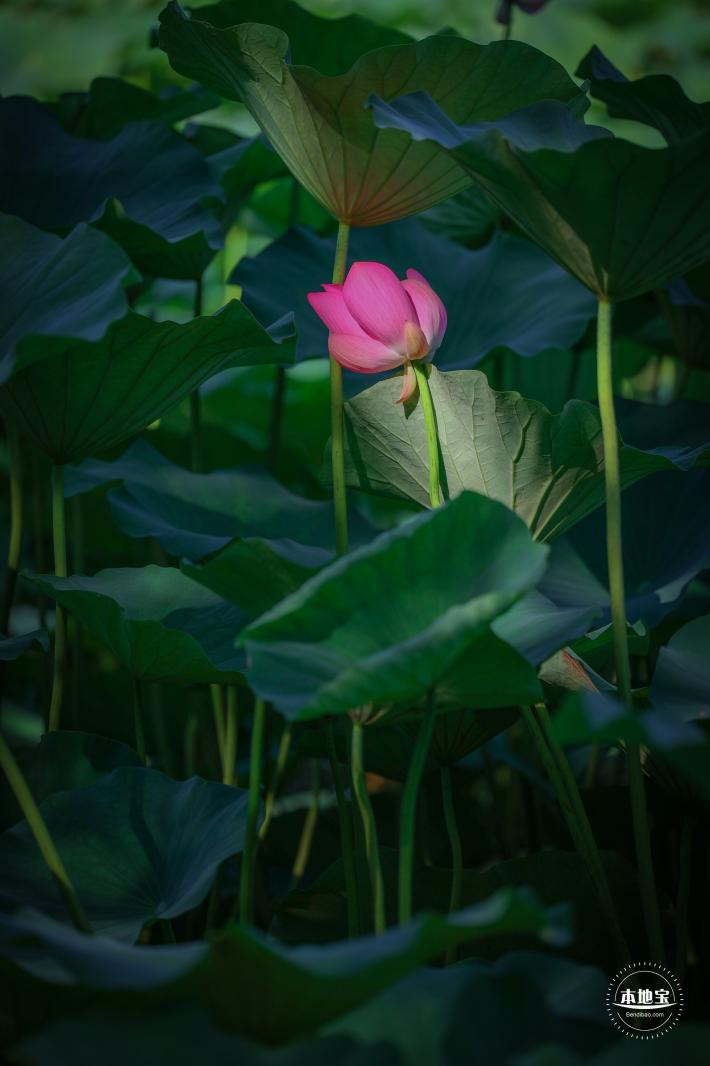 圆明园荷花篇