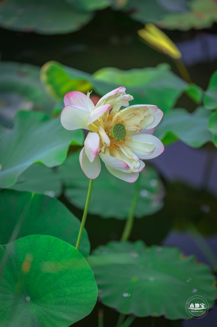 圆明园荷花篇