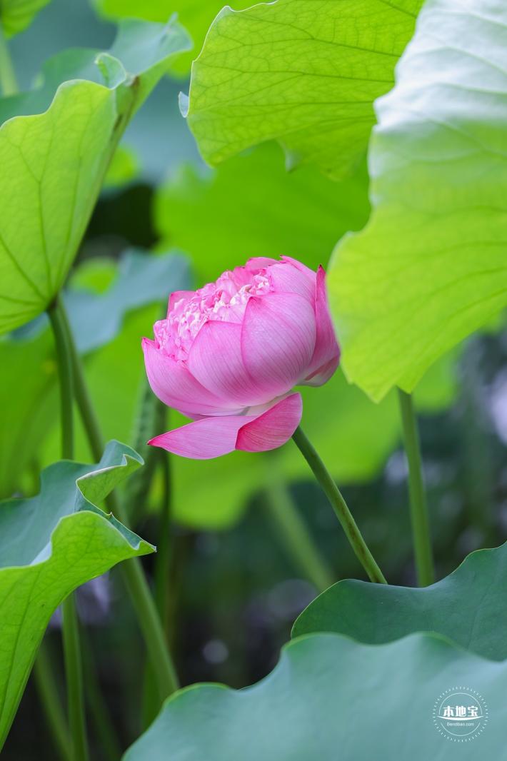 莲花池公园荷花篇