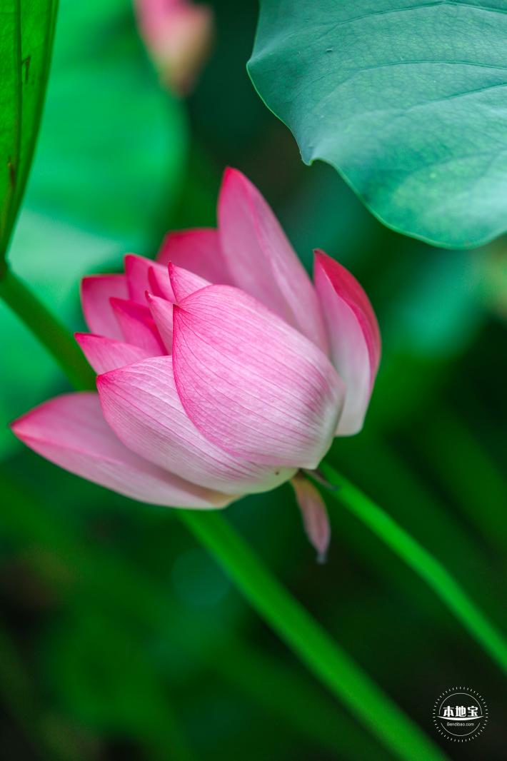 莲花池公园荷花篇