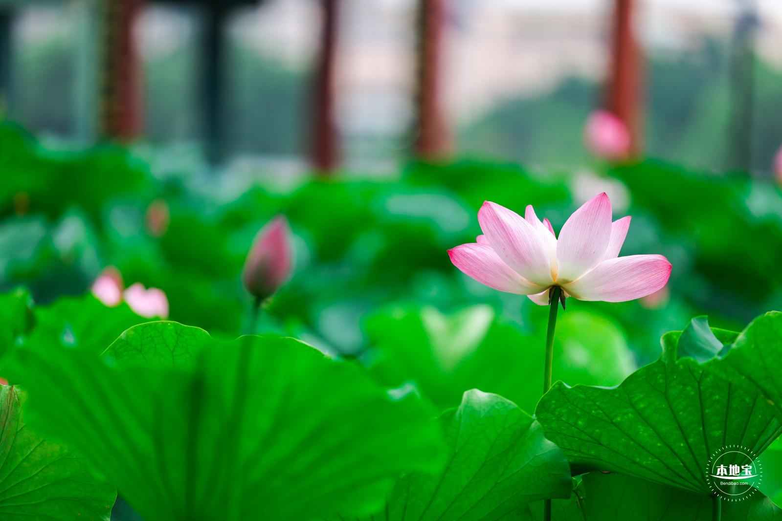 莲花池公园荷花篇