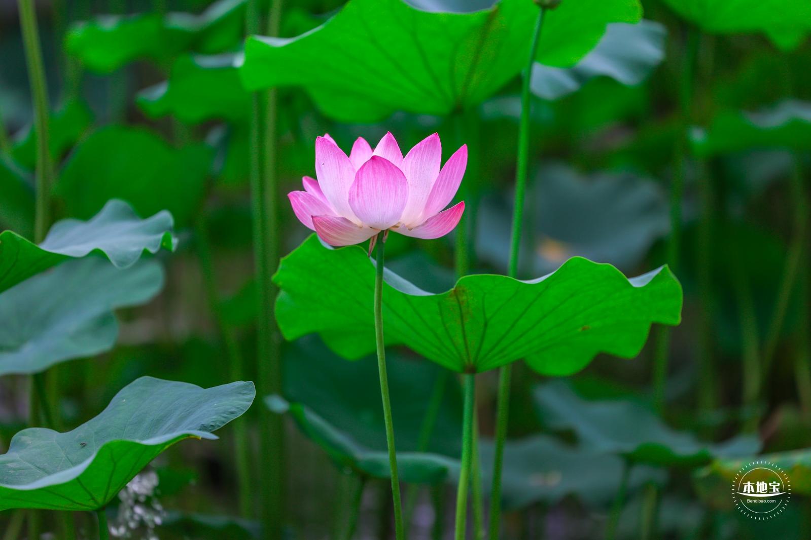 莲花池公园荷花篇