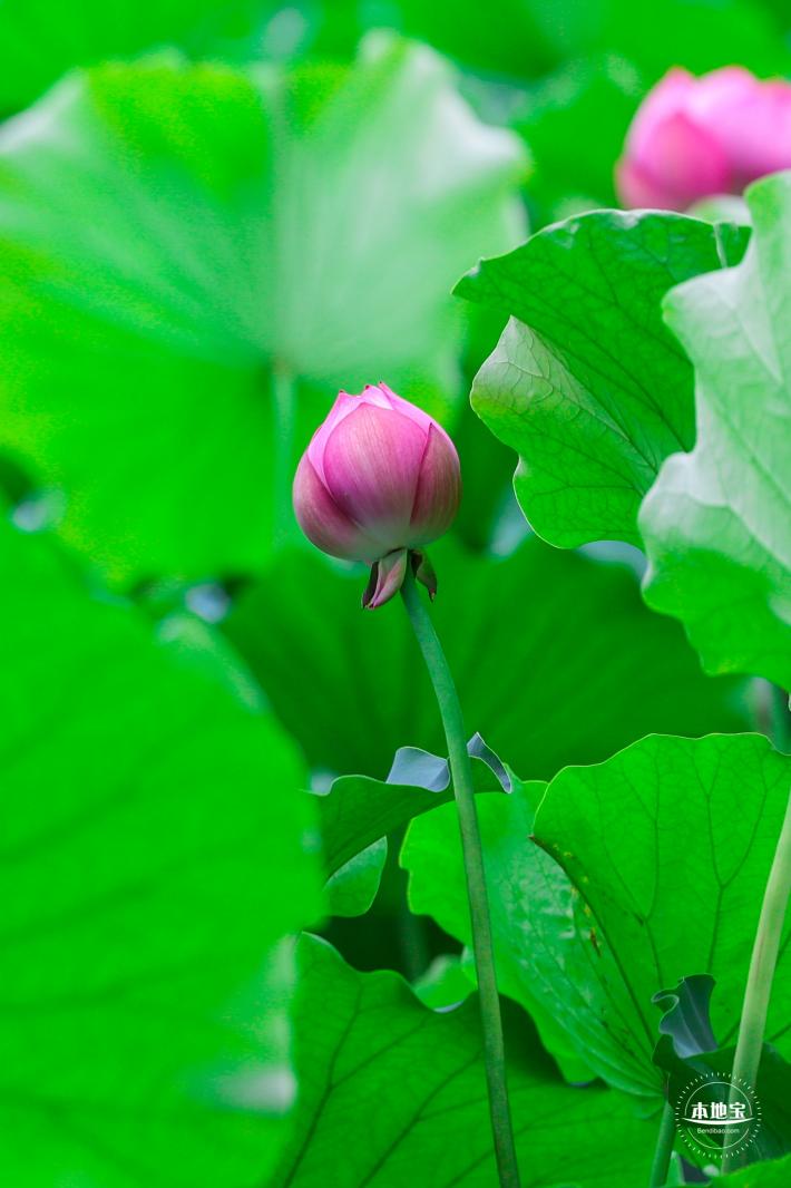 莲花池公园荷花篇